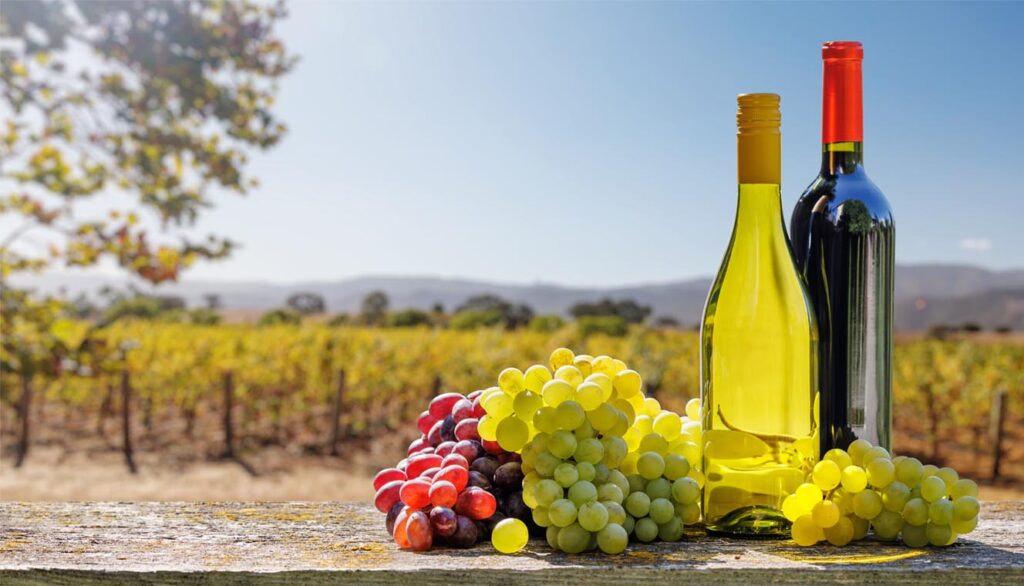 Route des vins de Patrimonio domaines à visiter, dégustations et idées d’itinéraires