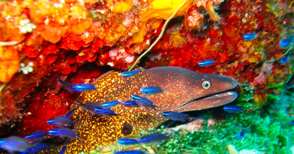 image-club-de-plongee-bastiais-05