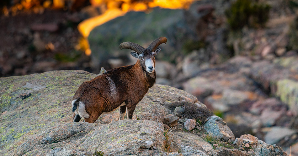 image-a-muvrella-randonnees-03 Wandern auf Korsika mit A Muvrella