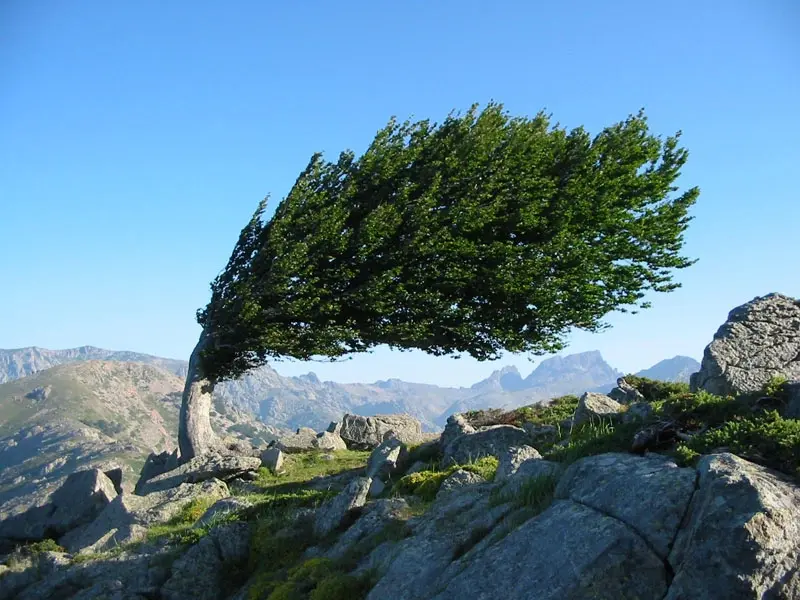 Un hêtre solitaire déformé par le vent ("arbre drapeau") sur une crête rocheuse en Corse, avec une vue panoramique sur les montagnes du Niolu en arrière-plan sous un ciel bleu.
