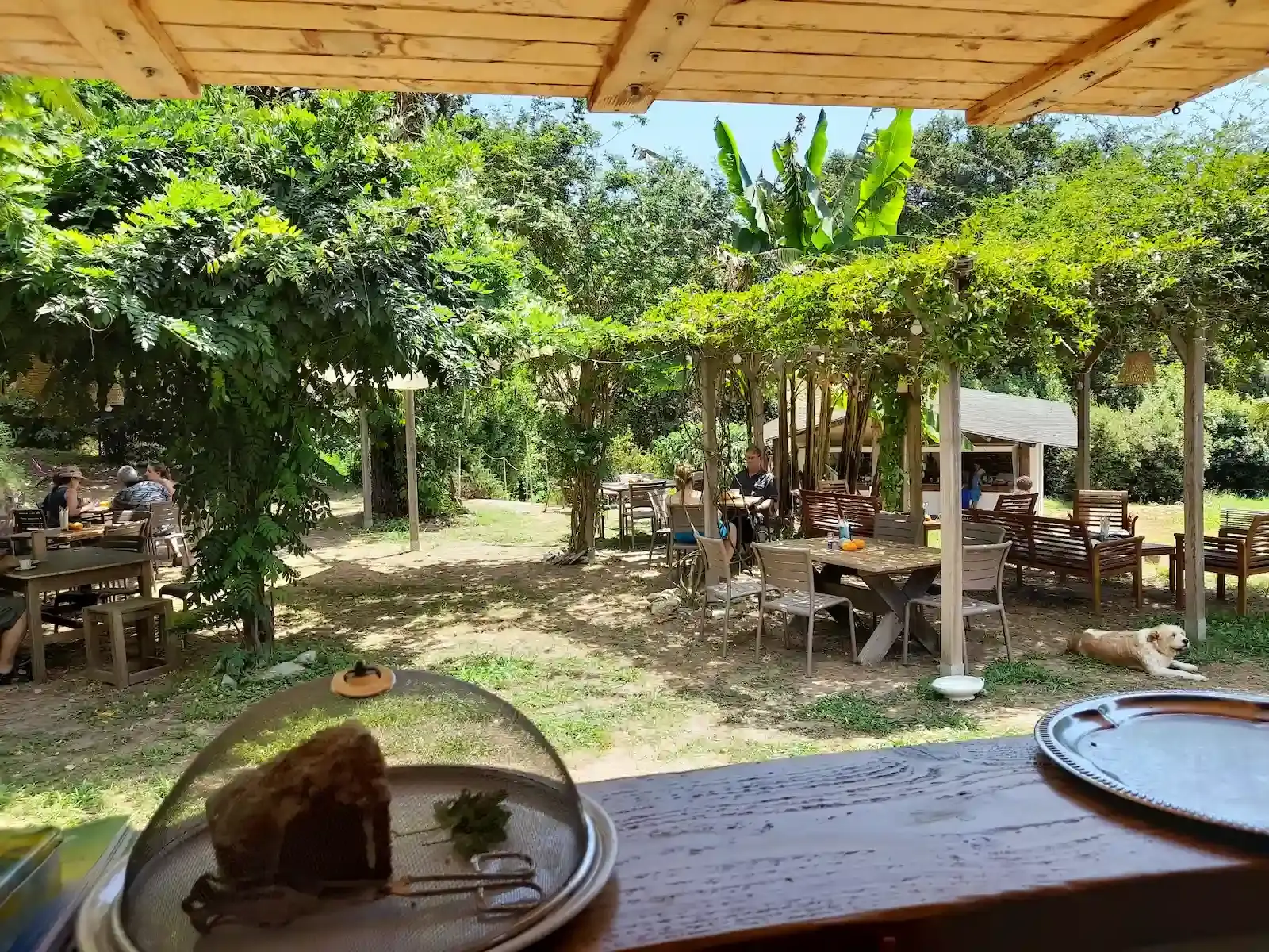 Vue d'une terrasse guinguette en plein air ombragée par des tonnelles et de la végétation en Corse. On aperçoit des clients attablés, des tables en bois, un chien couché sur l'herbe et une vue dégagée sur les collines boisées.