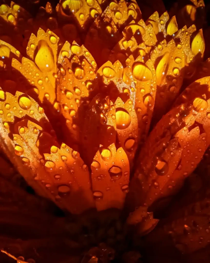 Gros plan sur une fleur de calendula orange avec gouttes de rosée.