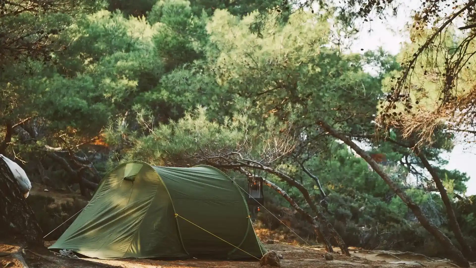 Tente de camping verte installée sur un emplacement plat et ombragé sous une forêt de pins en Centre Corse.
