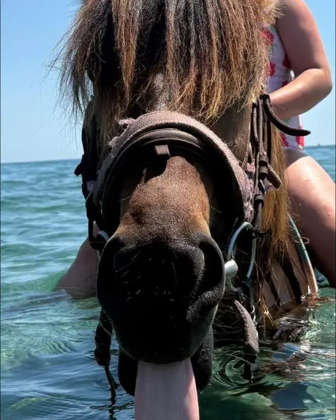 Gros plan rigolo d'un poney dans la mer tirant la langue face à l'objectif au Centre Équestre d'Eden.