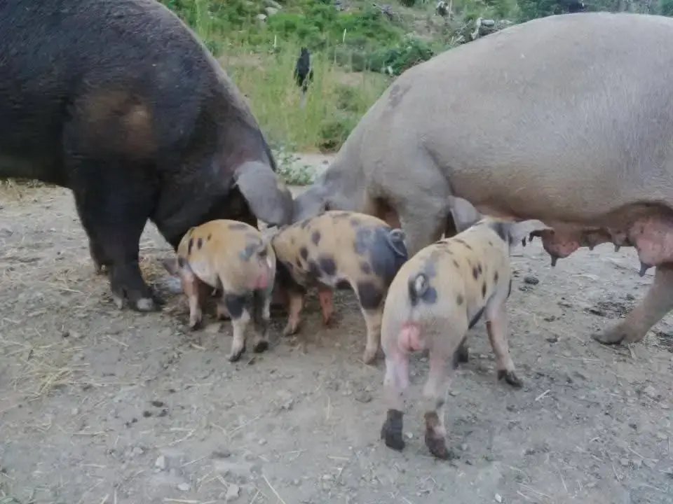 Une truie nustrale et ses porcelets dans un enclos en terre, illustrant l'élevage traditionnel et le bien-être animal à la charcuterie Gozzi.