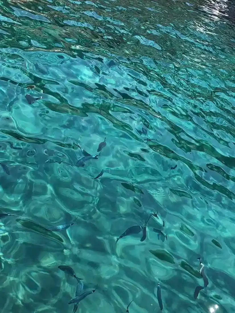 Banc de poissons nageant dans une eau de mer cristalline et azur, typique des spots de baignade en Corse.