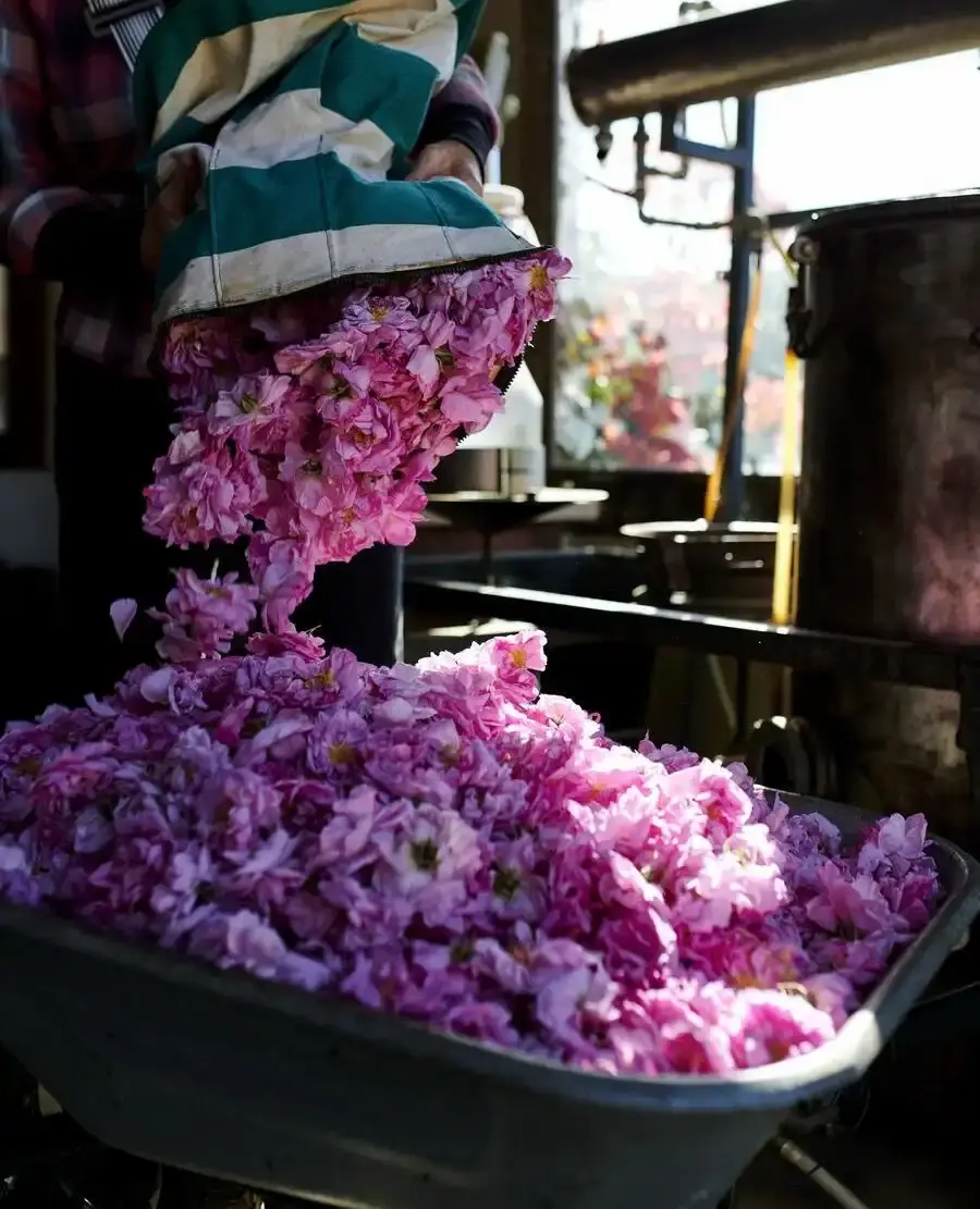 Dépotage manuel de pétales de roses fraîches dans la distillerie.