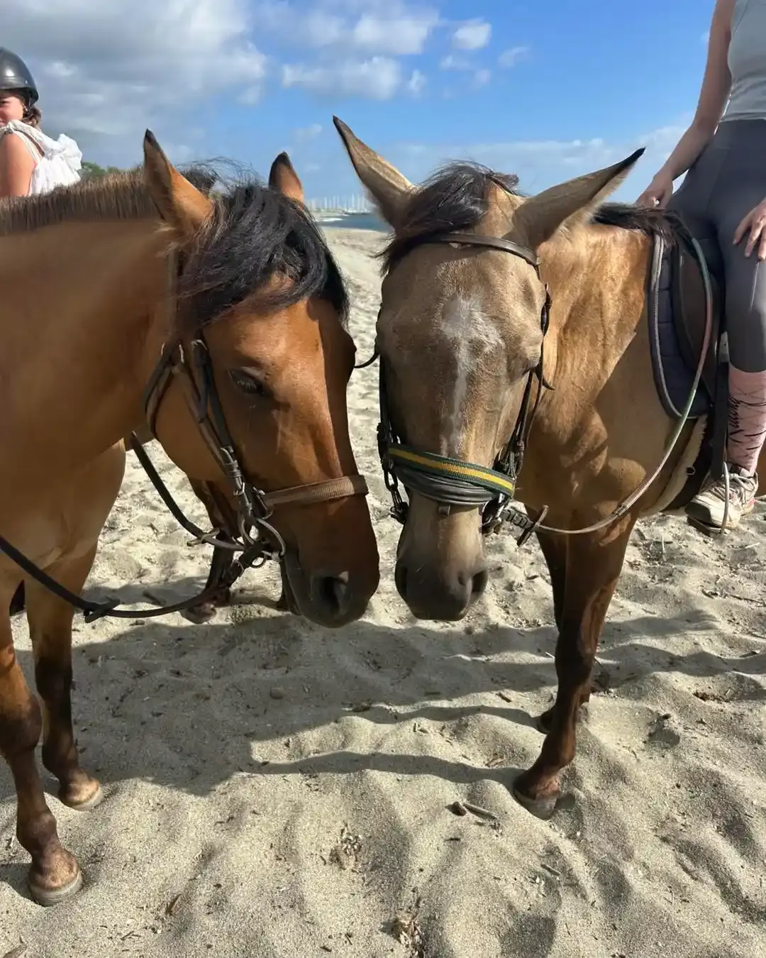 Deux chevaux marrons se rejoignant tête contre tête lors d'une balade à cheval sur une plage de sable en Corse.