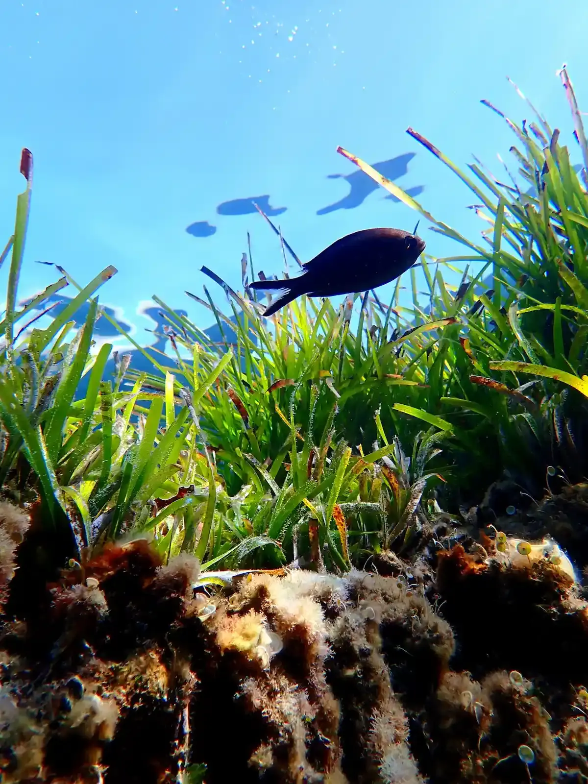 Observation de la faune marine : Un poisson noir nageant au-dessus d'une prairie de posidonies vertes lors d'une sortie naturaliste organisée par le Bateau École Costa Verde.