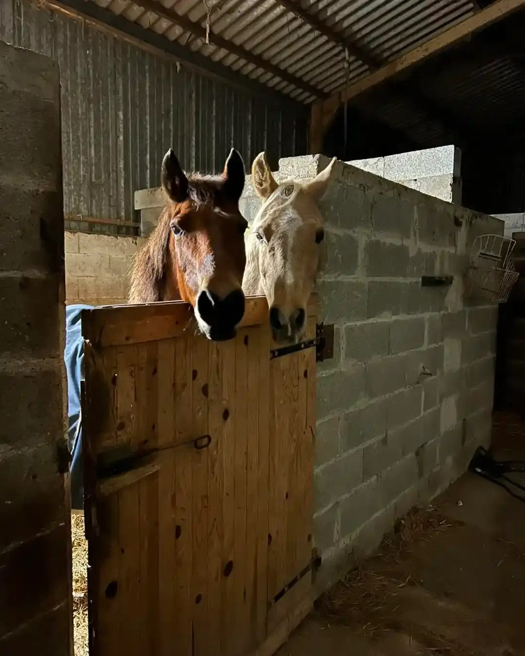 Un cheval bai et un cheval gris sortant la tête par-dessus la porte d'un box en bois dans une écurie en pierre.