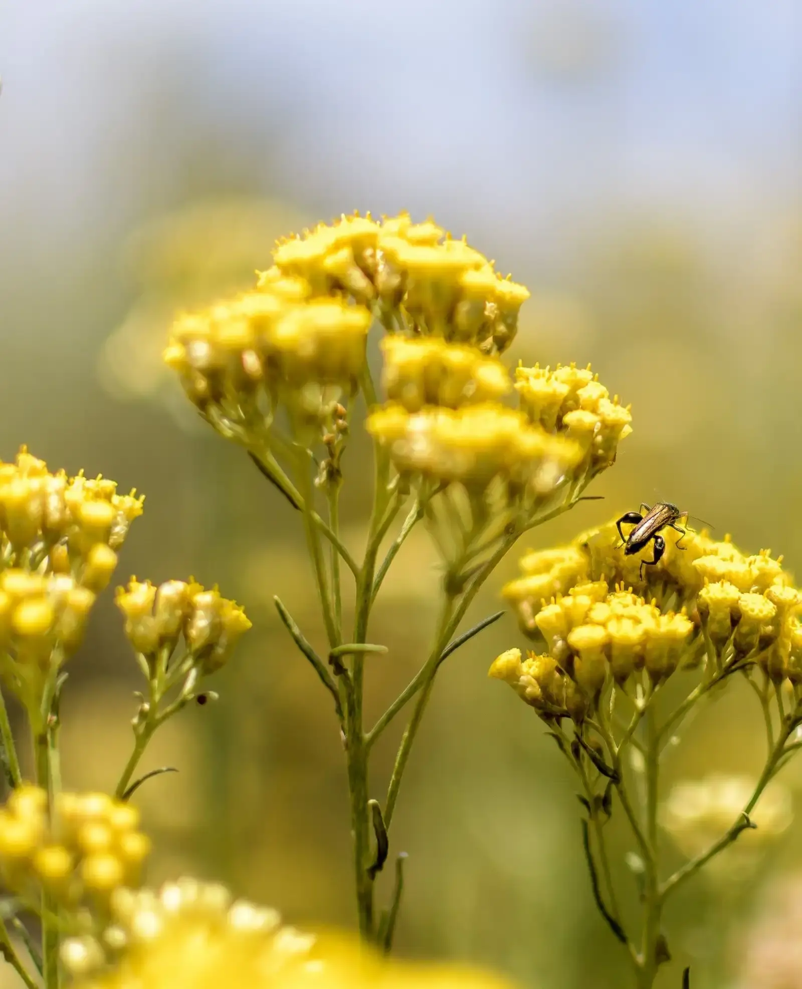 Fleur d'hélichryse italienne jaune avec un insecte pollinisateur.