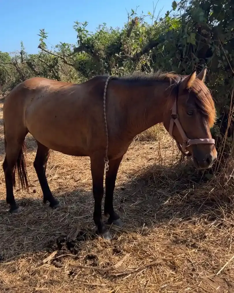Cheval marron avec licol au repos dans un espace ombragé au sein des installations du centre équestre.