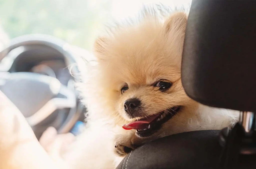 Cose da fare con il tuo cane nell'Alta Corsica
