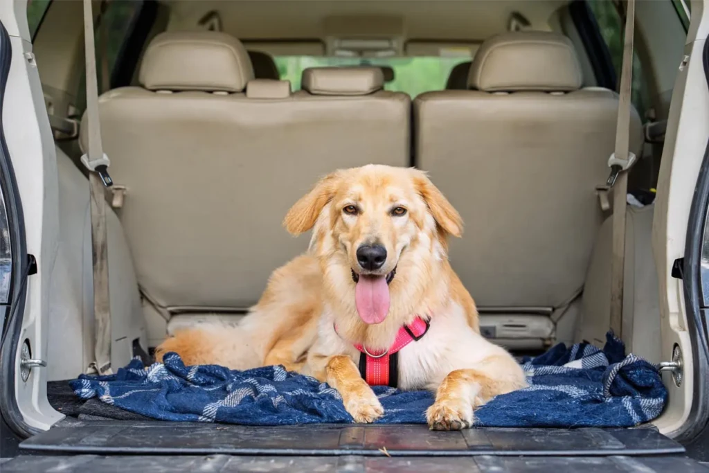 Cose da fare con il tuo cane nell'Alta Corsica