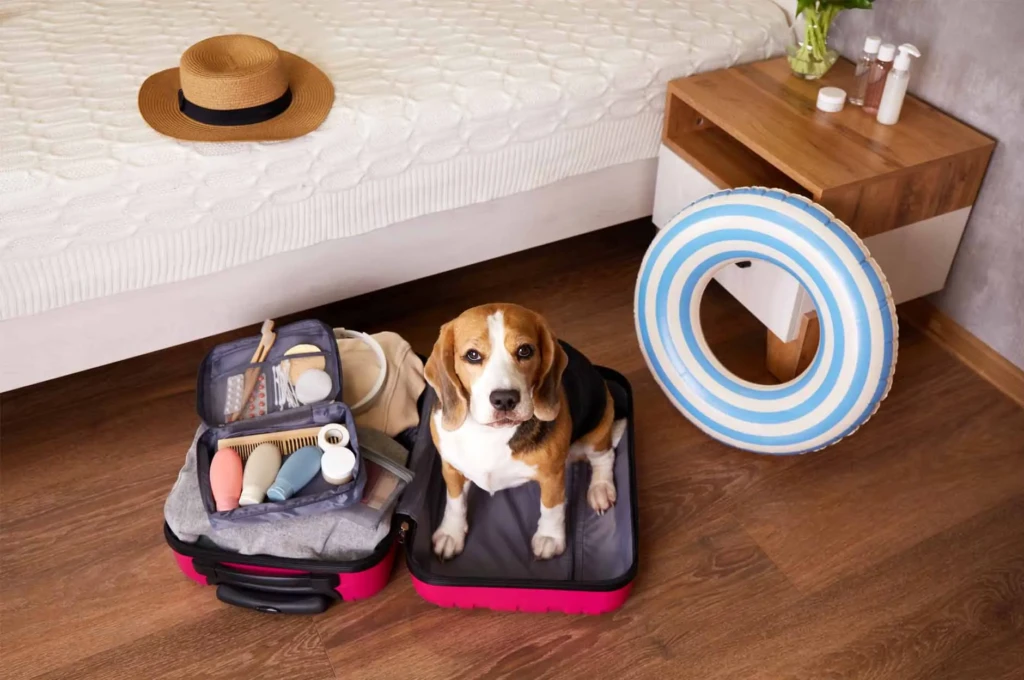 Les activités à faire avec son chien en Haute Corse