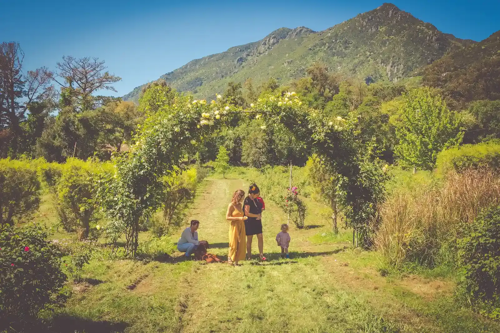 Arche de rosiers fleuris dans un domaine agricole corse avec montagnes.