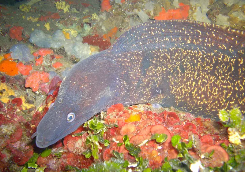 Gros plan sur une murène sortant d'une cavité rocheuse lors d'une plongée sous-marine en Corse.
