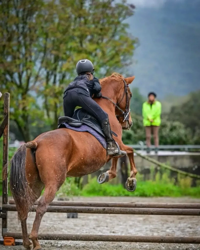 parcours-saut-obstacle-equitation-nord-corse Cavalier en action réalisant un saut d'obstacle avec un cheval alezan dans la carrière du Centre équestre d'Eden.