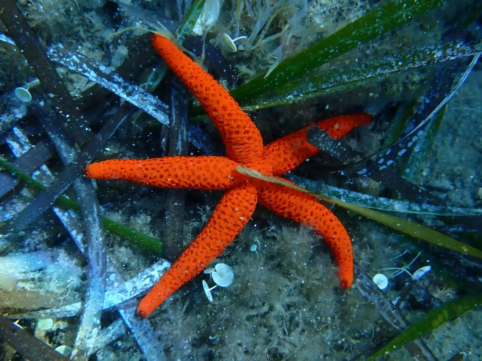 Étoile de mer rouge vif (Echinaster sepositus) reposant dans un herbier de posidonies lors d'une exploration sous-marine avec le Bateau École Costa Verde.