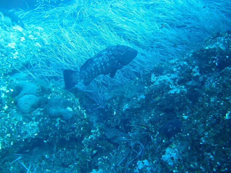 Banc de poissons sars évoluant au-dessus des rochers lors d'une sortie de plongée sous-marine en Corse.