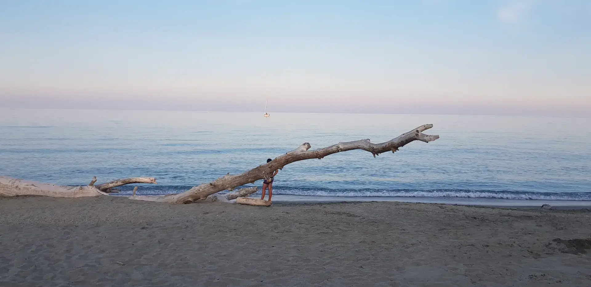 Plage de sable fin avec un grand tronc d'arbre flotté au premier plan et un voilier à l'horizon en Corse.