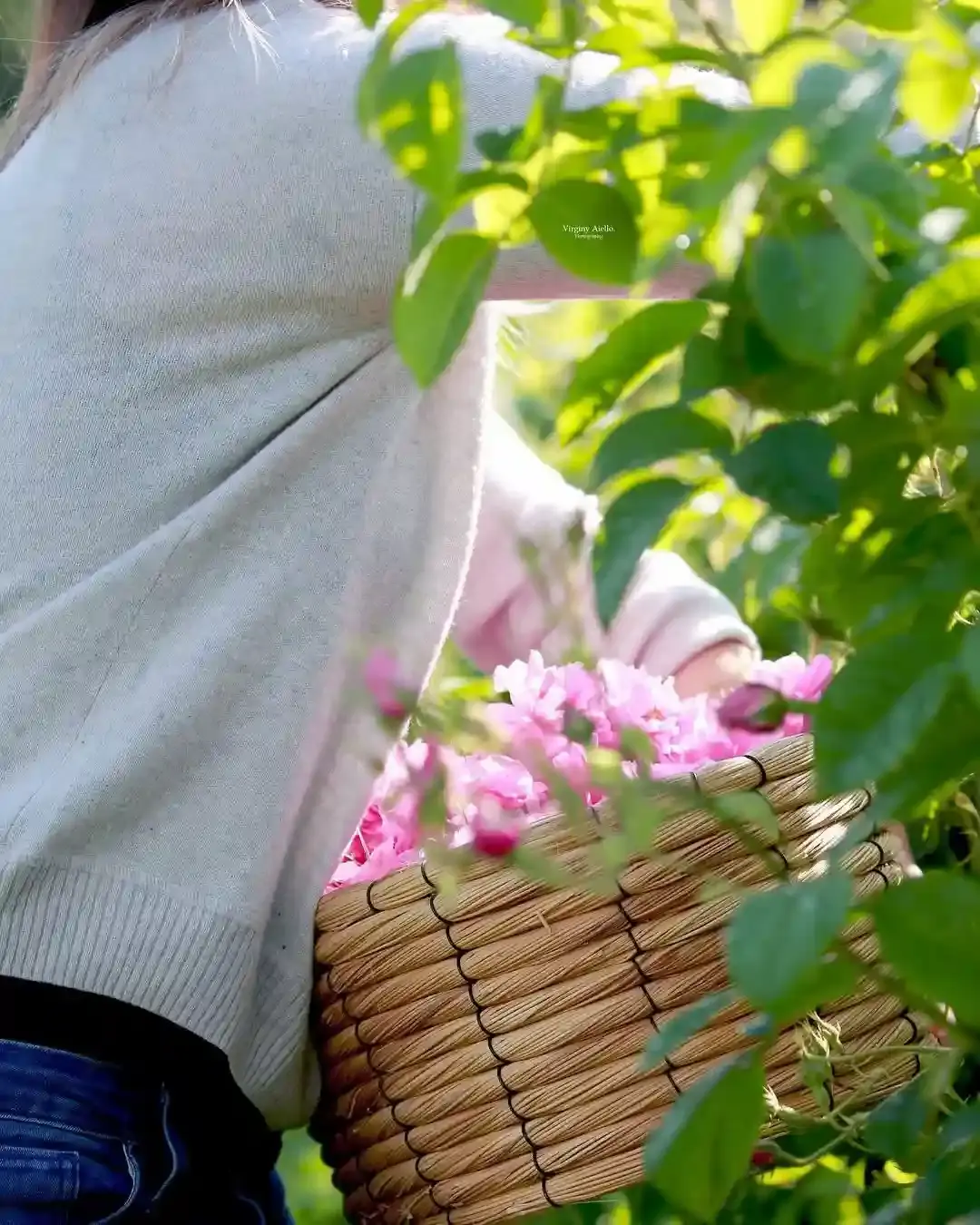 Panier en osier rempli de roses roses lors de la récolte manuelle.