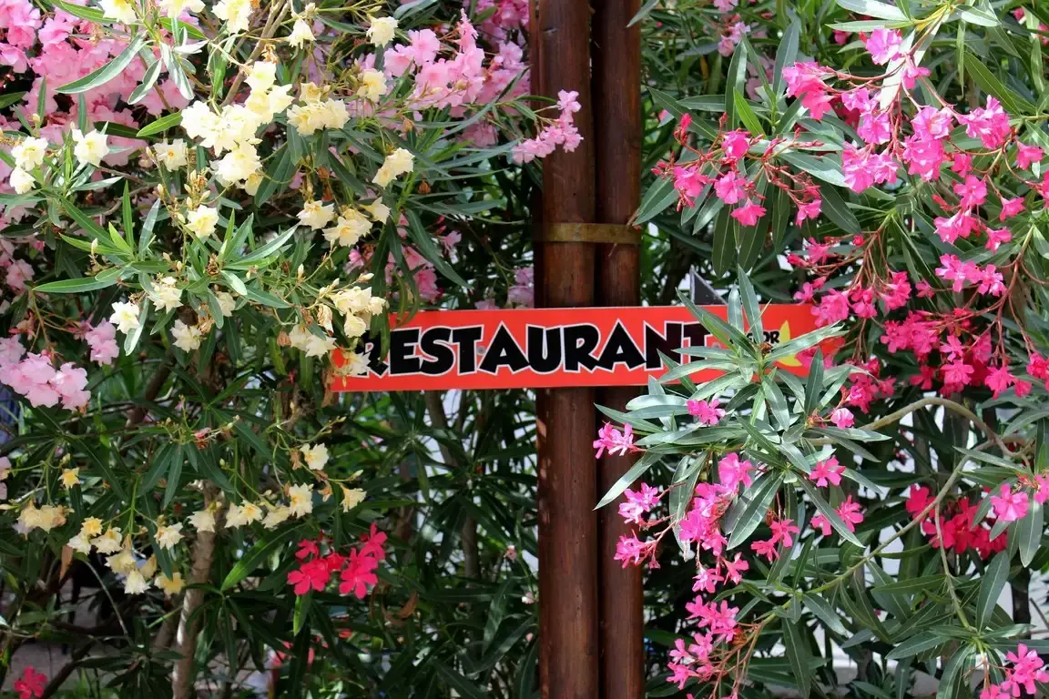 Panneau indicateur "Restaurant" entouré de lauriers roses en fleurs au camping Corsica Natura.