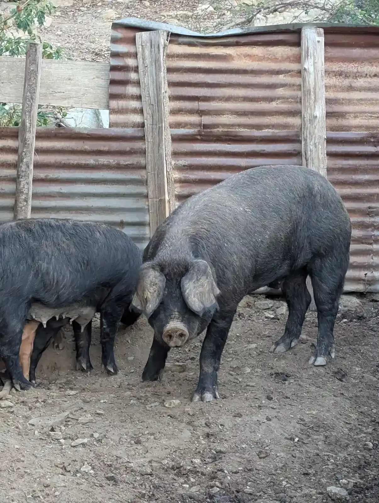 Un magnifique porc noir nustrale, race endémique de Corse, dans son enclos à la charcuterie Gozzi.