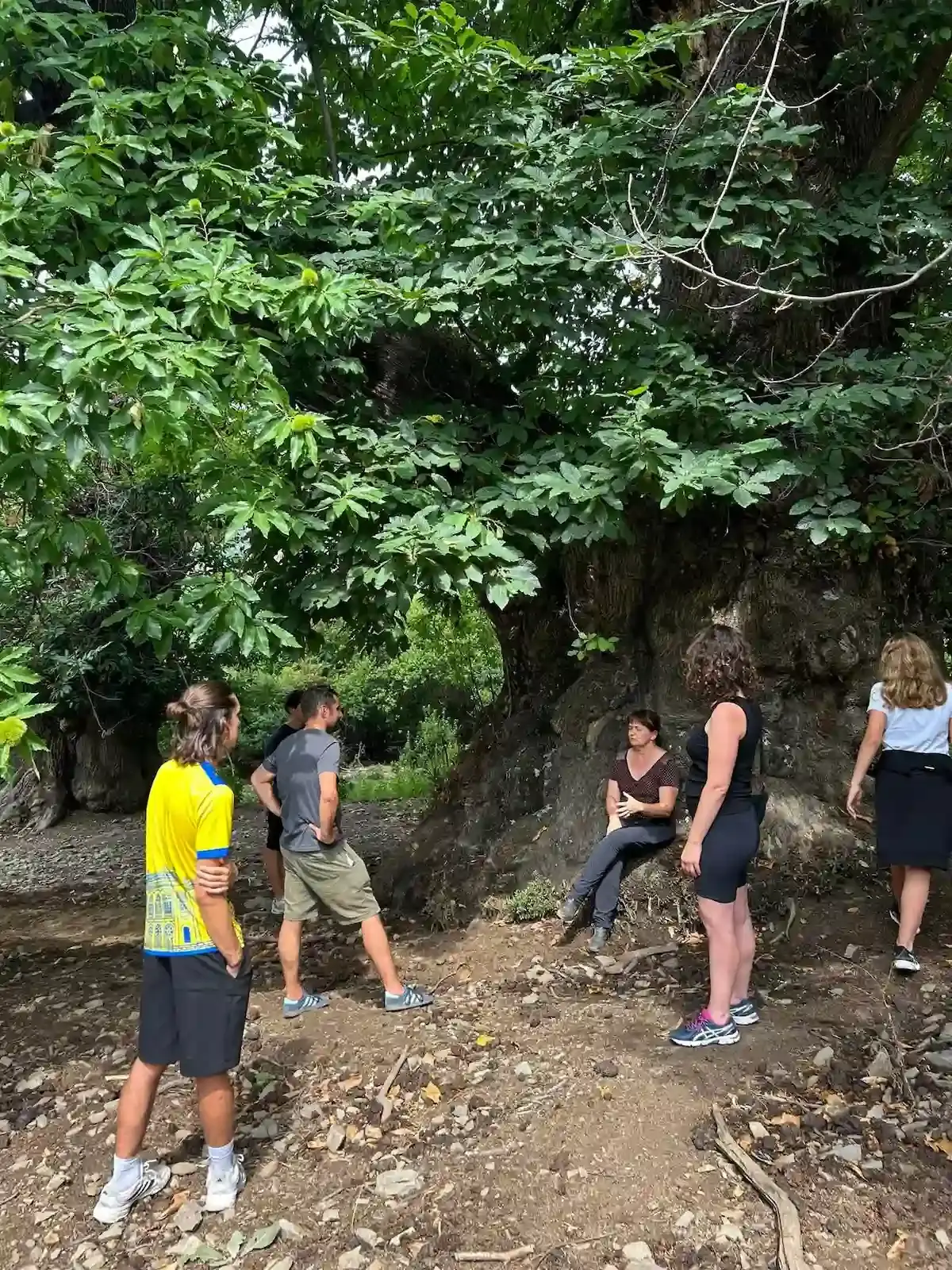 Un groupe de visiteurs écoute les explications sous un immense châtaignier séculaire, habitat naturel du porc nustrale pour la charcuterie corse Gozzi.