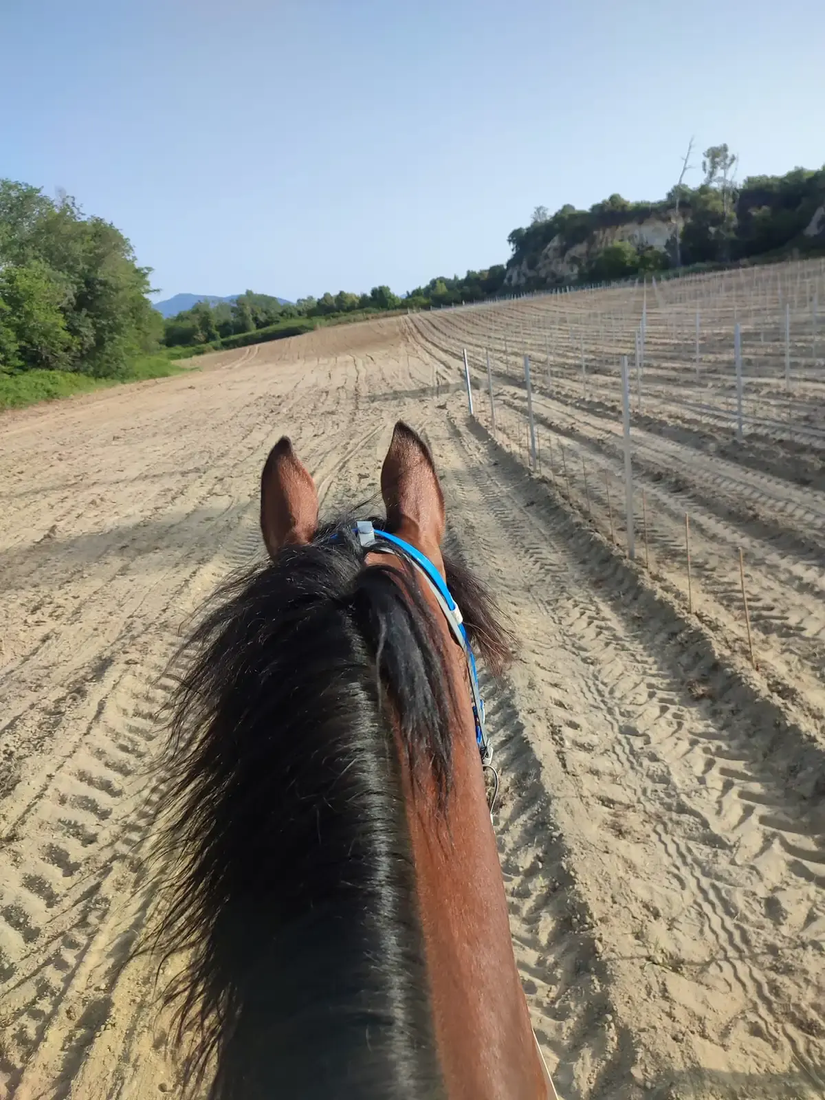 Vue entre les oreilles d'un cheval brun marchant dans les rangées d'un vignoble à San Giuliano, Haute-Corse.