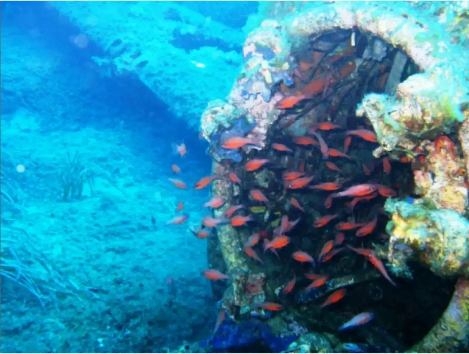 Banc de poissons rouges Anthias s'abritant dans la carlingue d'une épave d'avion au large de Bastia.