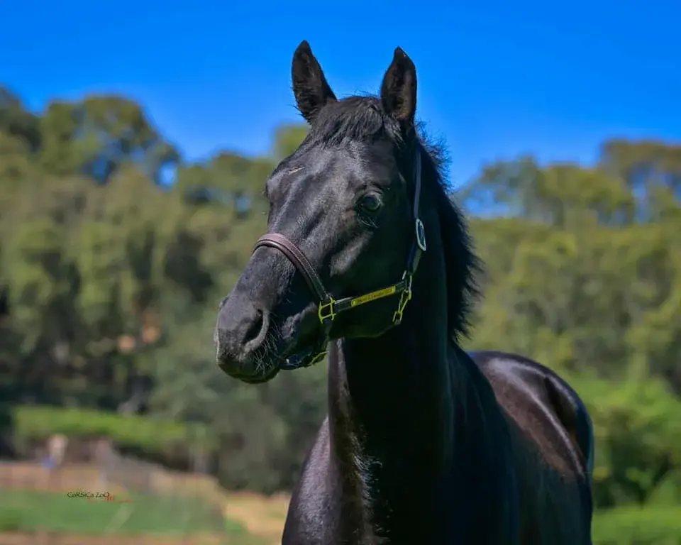 Portrait de profil d'un magnifique cheval à la robe noire brillante portant un licol au centre équestre de San Giuliano.