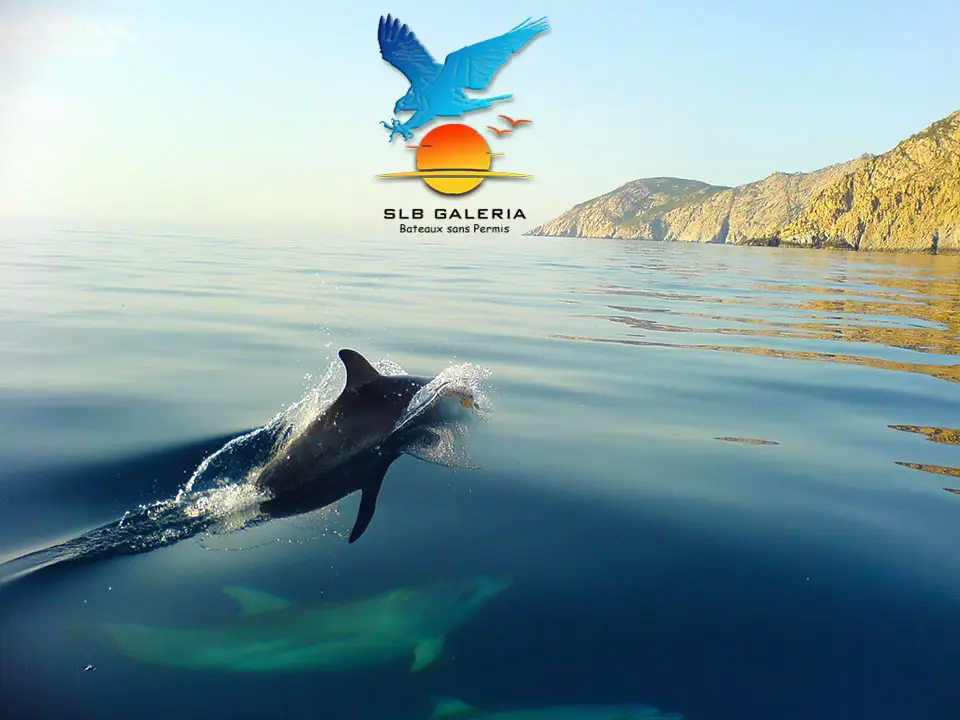 Un dauphin bondissant hors de l'eau turquoise au large des côtes escarpées de Galéria en Corse lors d'une excursion en mer.