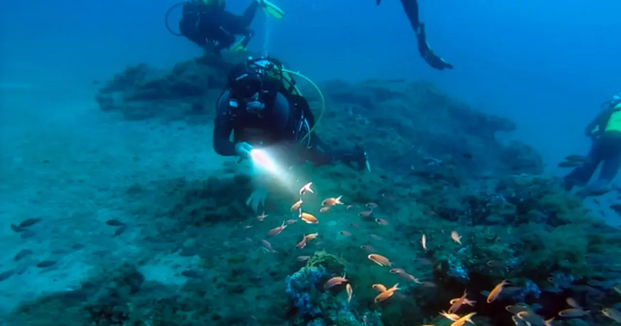 Plongeur éclairant avec son phare un groupe de poissons sur un massif rocheux sous-marin.