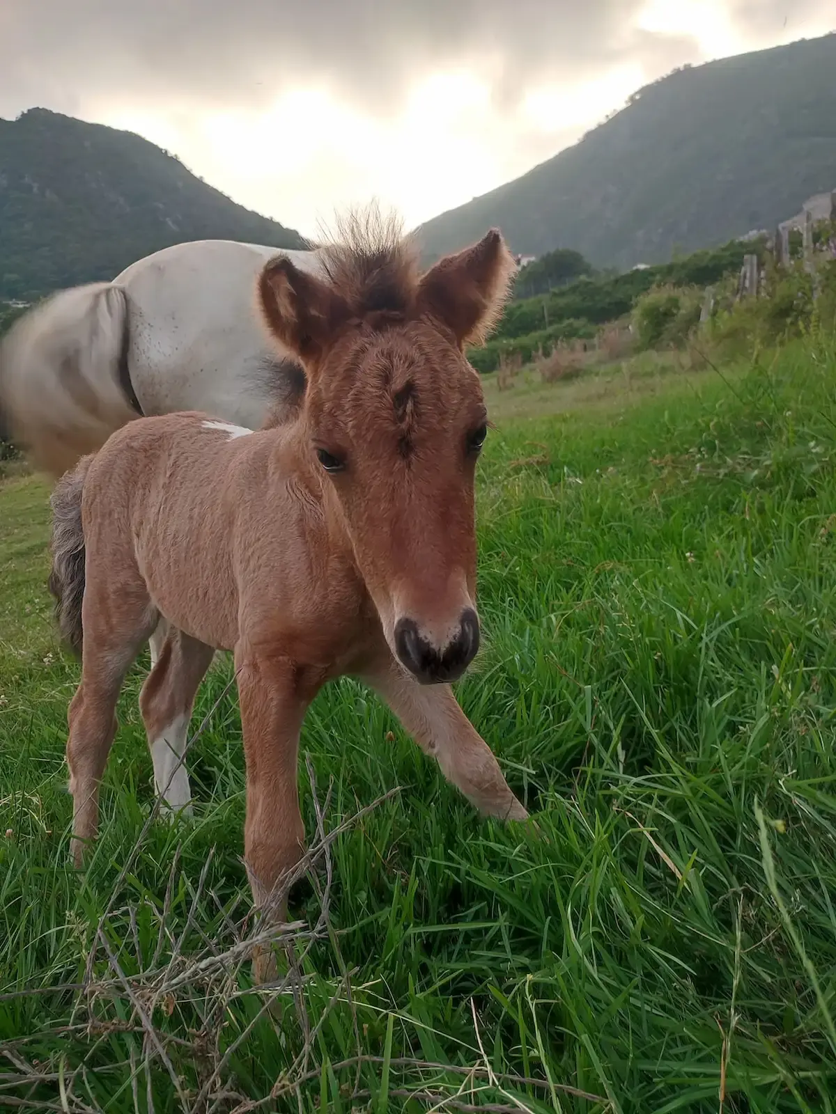 Jeune poulain à la robe baie dans une prairie verdoyante avec les montagnes de Haute-Corse en arrière-plan.