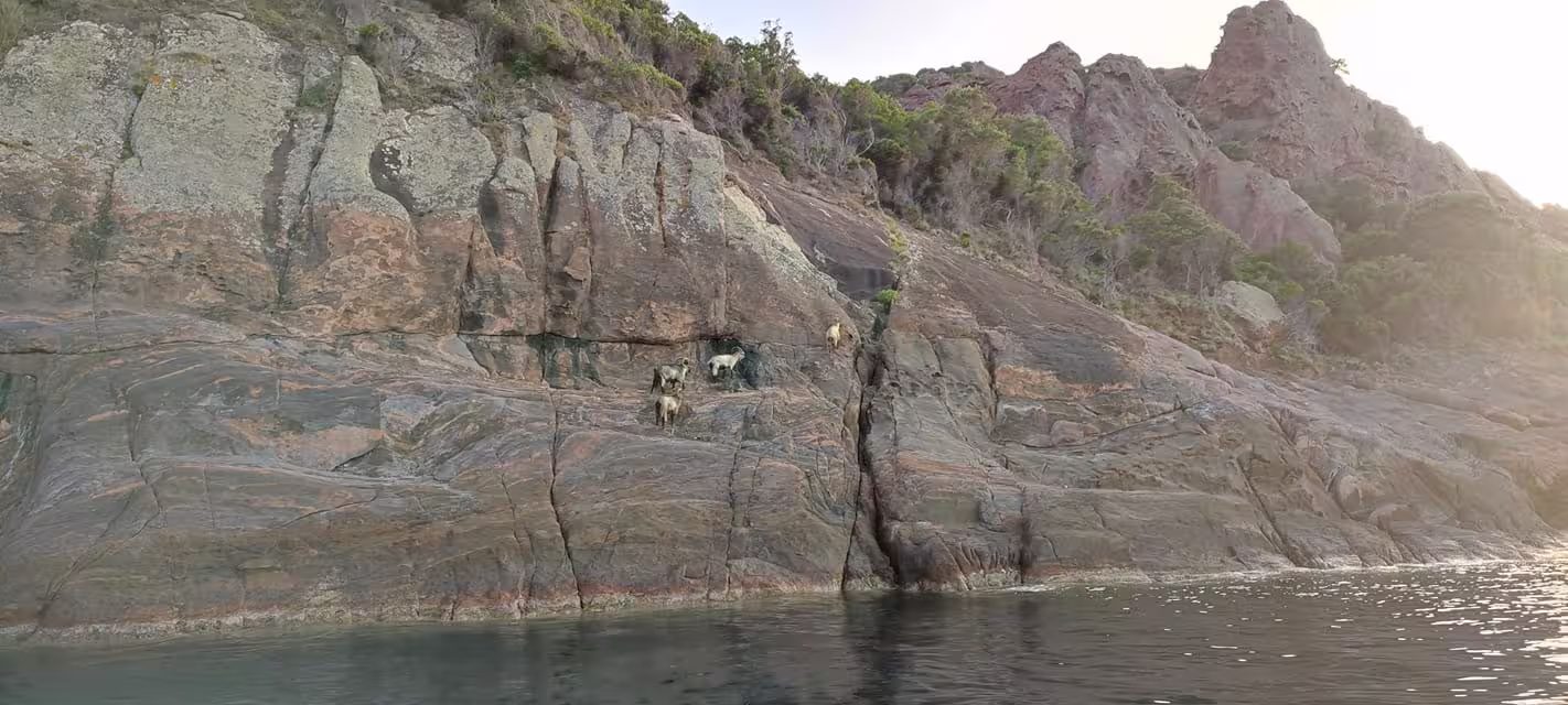 Groupe de mouflons corses sur les falaises rocheuses abruptes surplombant la mer dans la réserve de Scandola.