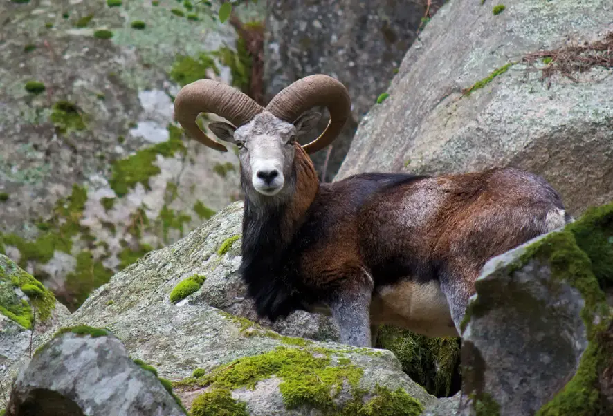 Mouflon de Corse aux cornes imposantes debout sur un rocher moussu lors d'une randonnée en montagne.