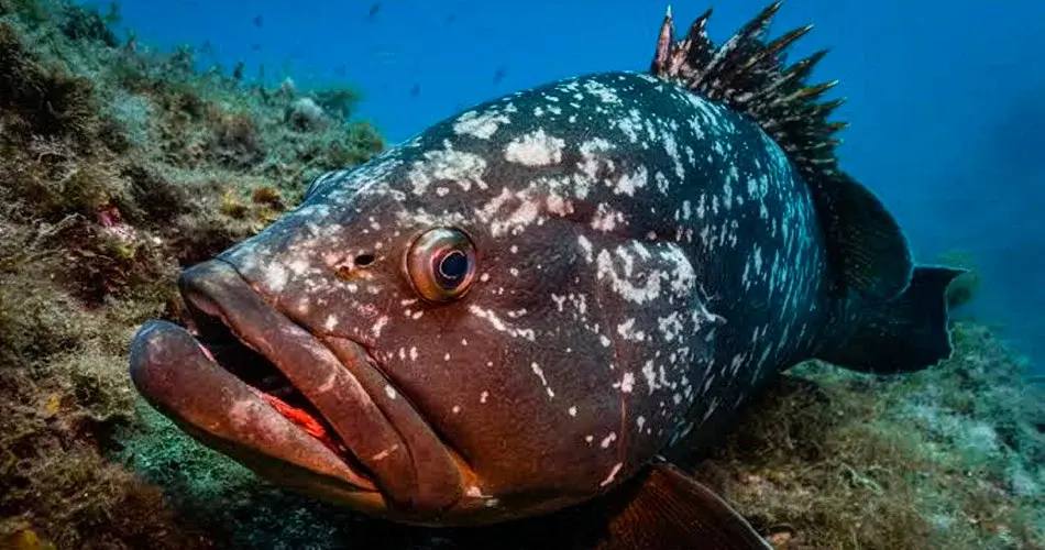 Portrait d'un gros mérou brun tacheté posé sur le fond marin rocheux en Corse.
