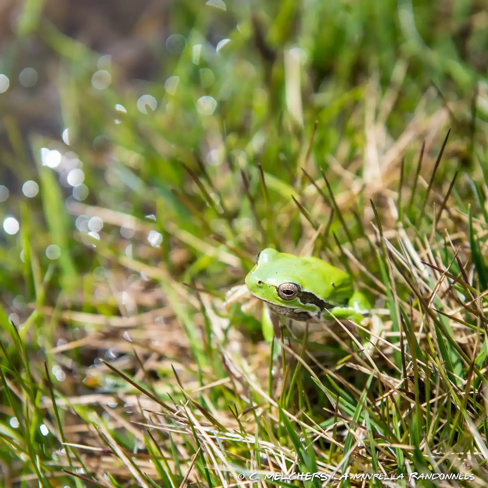 Petite rainette verte aux yeux dorés camouflée dans l'herbe haute et humide en Corse.
