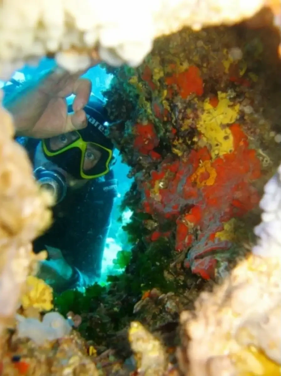 Plongeur regardant à travers une cavité rocheuse tapissée de coraux et d'éponges multicolores.