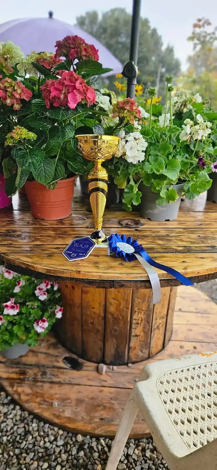 Trophée doré et flot bleu de compétition équestre posés sur une table en bois décorée de fleurs au centre de San Giuliano.