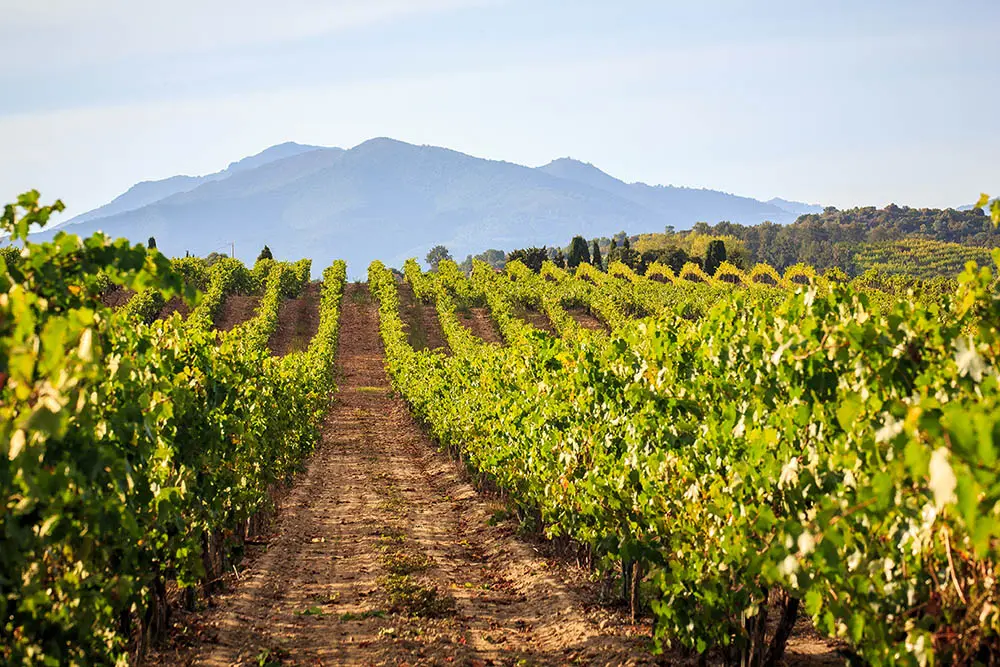 Rangs de vignes alignés sous le soleil menant vers les montagnes de Haute-Corse au domaine viticole du Clos Canereccia à Aléria.